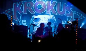 Krokus – die Fotos 29